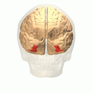Fusiform Face Area in the Temporal and Occipital Lobes of the Cortex